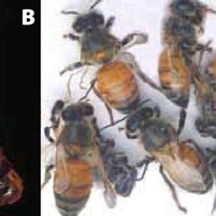 Is sacbrood caused by a virus?