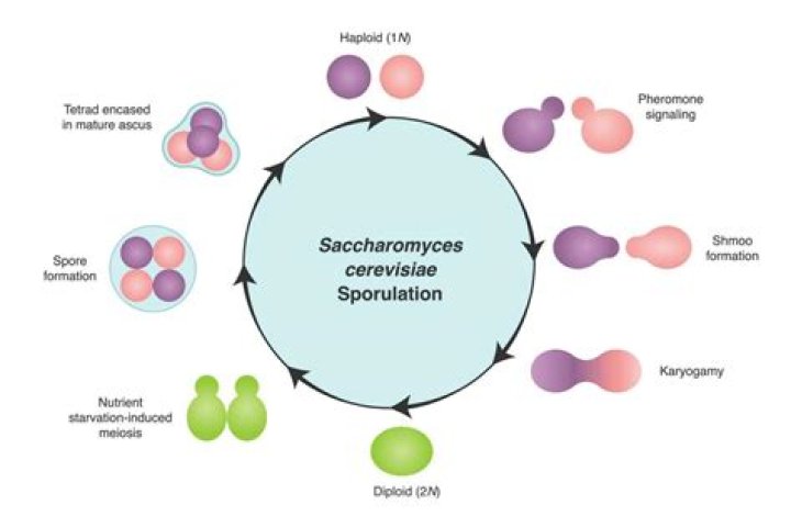 Is Saccharomyces cerevisiae aerobic or anaerobic?