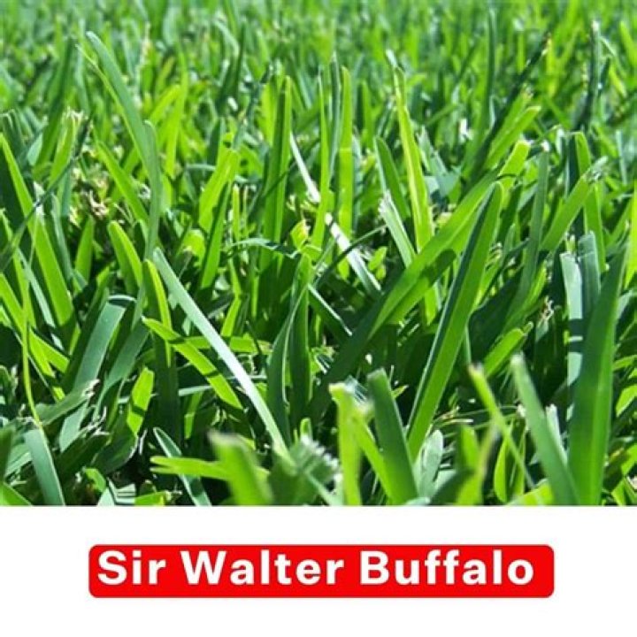Is Sir Walter buffalo grass good?