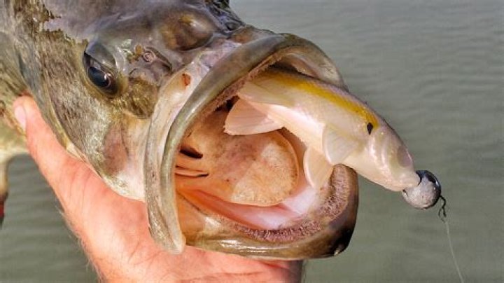 Is Snagging fish bad?