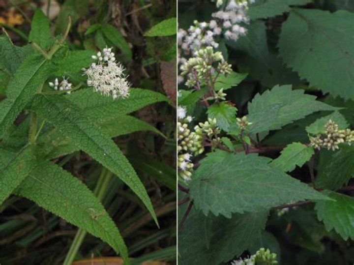 Is snakeroot the same as Boneset?