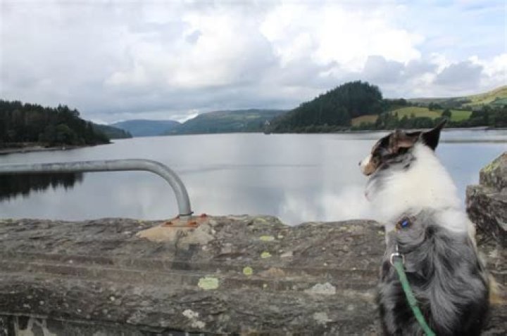 Is Snowdonia National Park dog friendly?