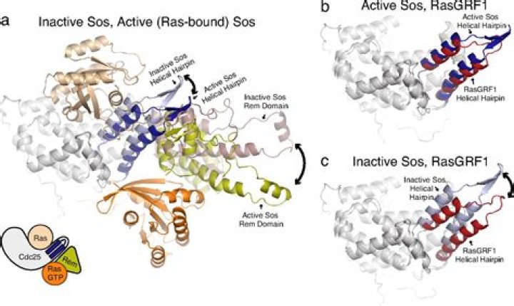 Is son of Sevenless a protein?