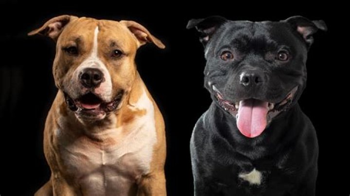 Is Staffordshire a pitbull?