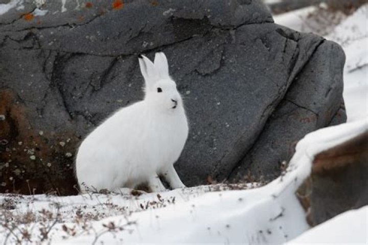 Is the Arctic hare a producer or consumer or decomposer?