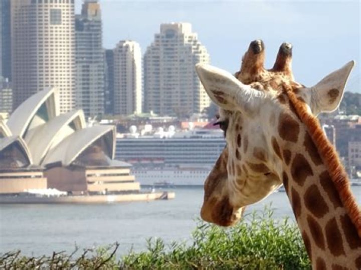 Is the Australia Zoo ethical?