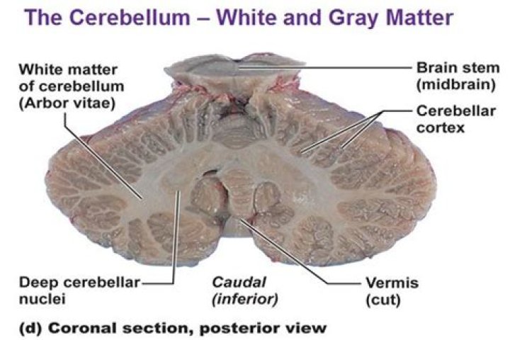 Is the cerebellar peduncle white or gray matter?