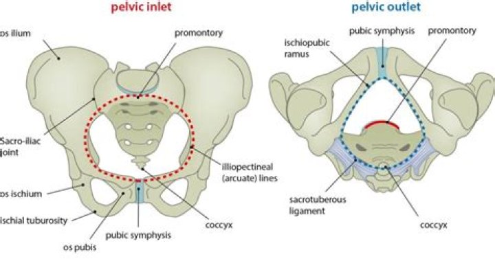 Is the female pelvis shaped like a basin?