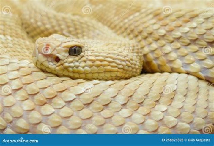 Is the golden lancehead the most venomous snake in the world?