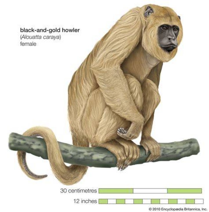 Is the howler monkey endangered?