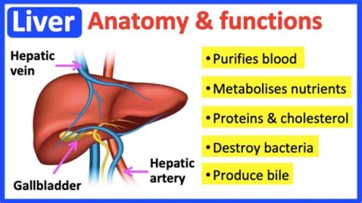 Is the liver involved in waste removal?