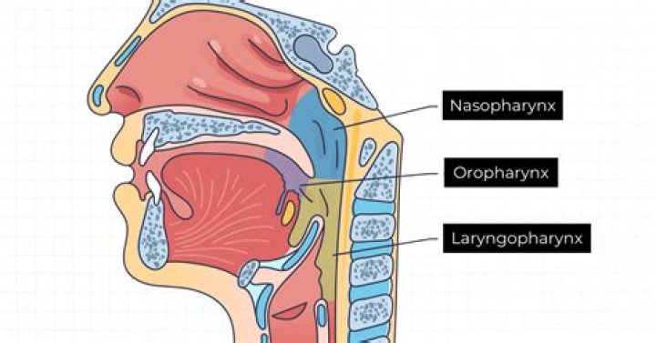 Is the pharynx part of the respiratory system?