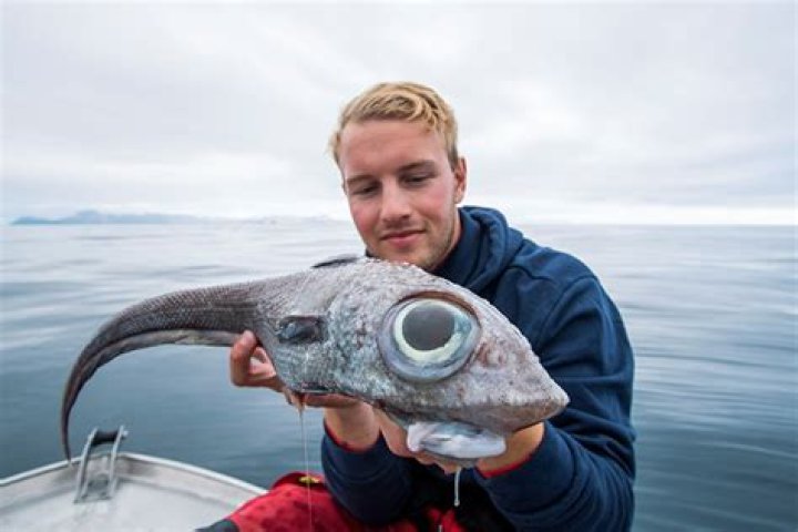 Is the ratfish poisonous?