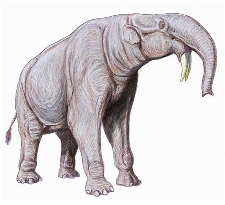 Is there any megafauna left?