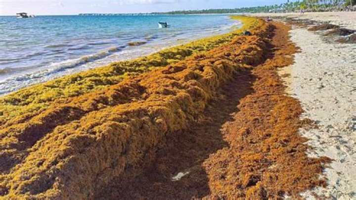 Is there seaweed on the beaches in Punta Cana?