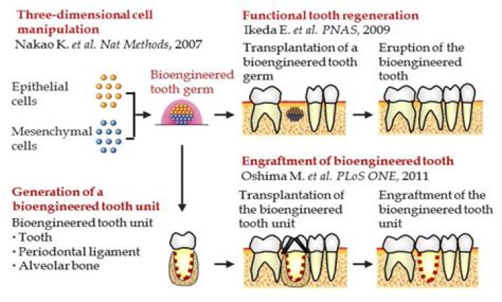 Is tooth regeneration possible?