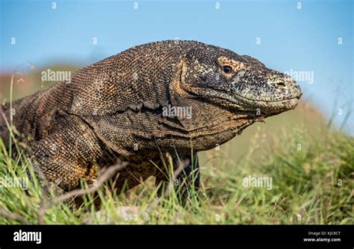 Is Varanus the largest living lizard in the world?