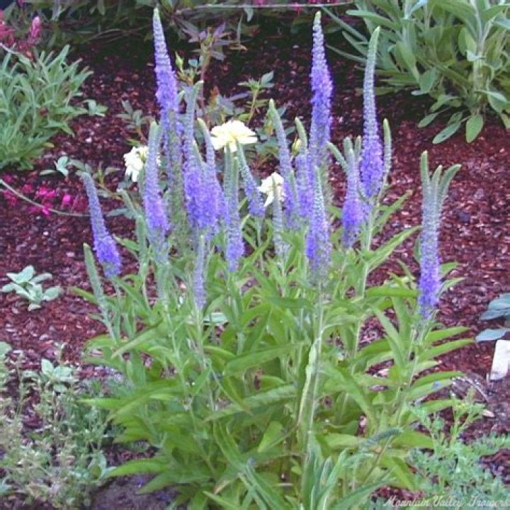 Is Veronica spicata invasive?