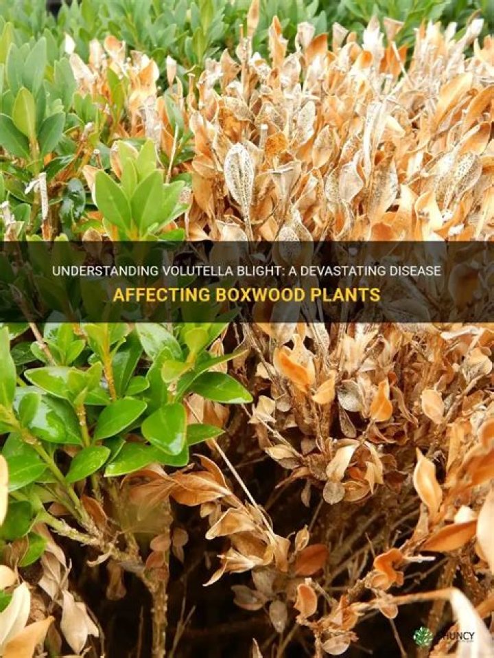 Is Volutella blight the same as boxwood blight?