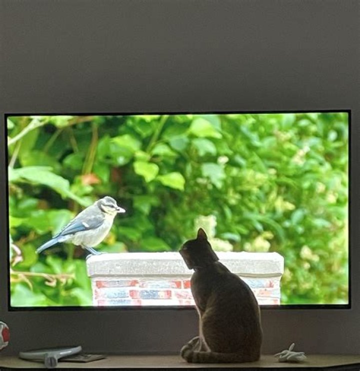 Is watching birds on TV good for cats?