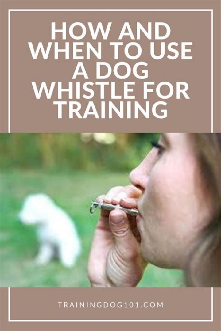 Is whistle training bad for dogs?