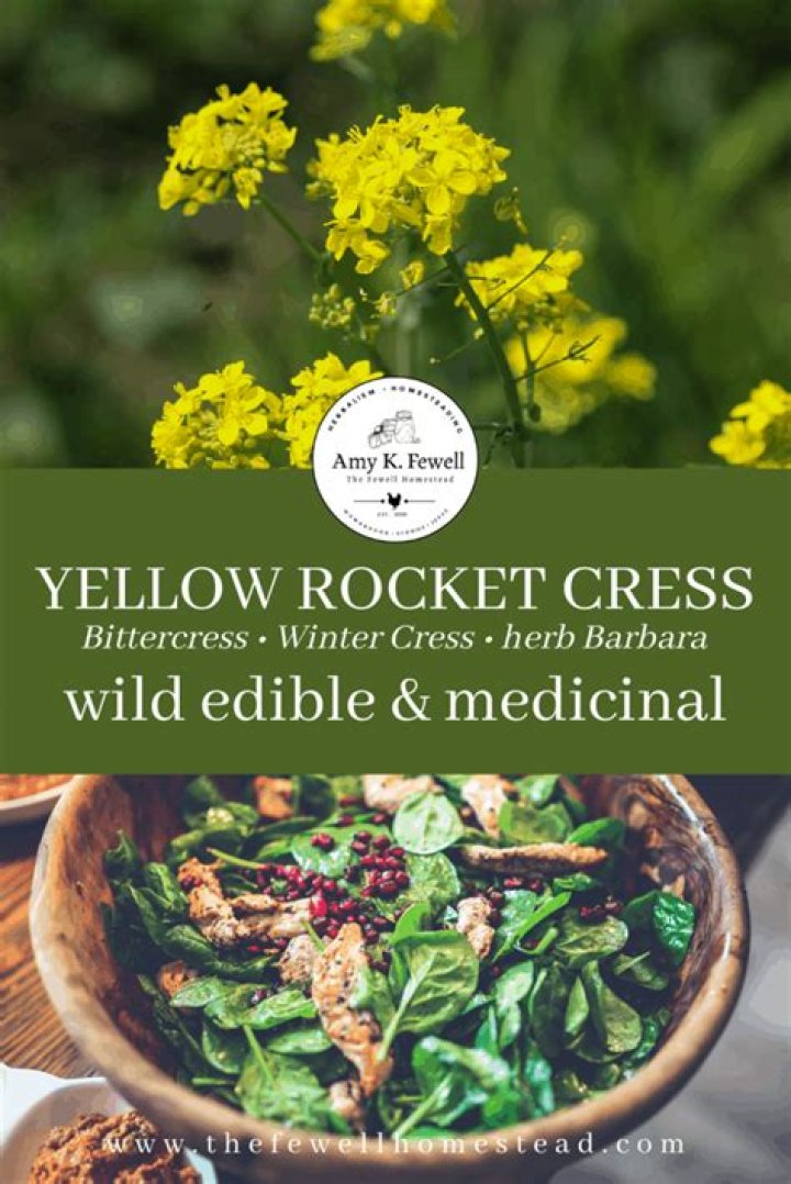 Is yellow Rocketcress edible?