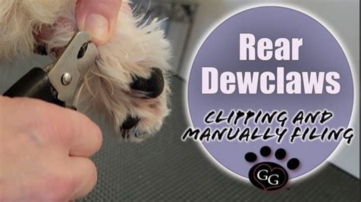 Should dewclaws be removed from puppies?