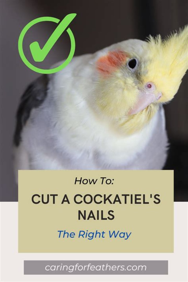 Should I cut my cockatiels nails?