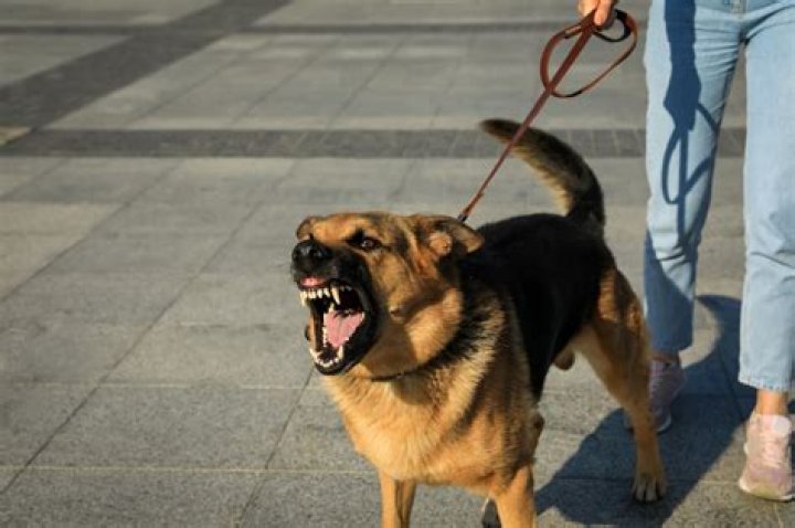 Should you make eye contact with an aggressive dog?