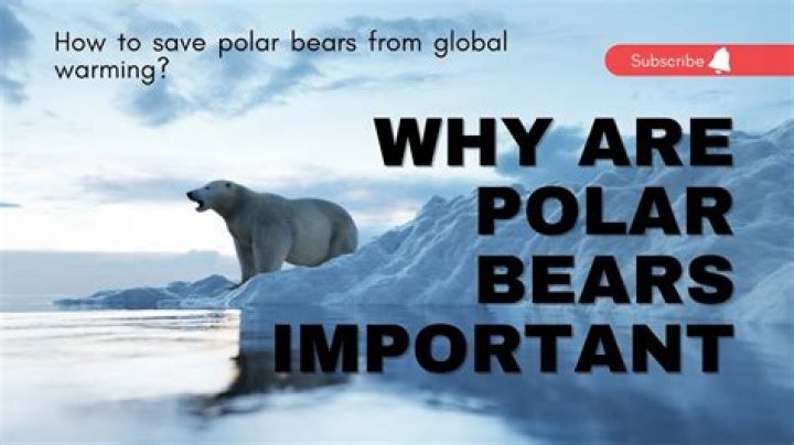 Should you run from a polar bear?