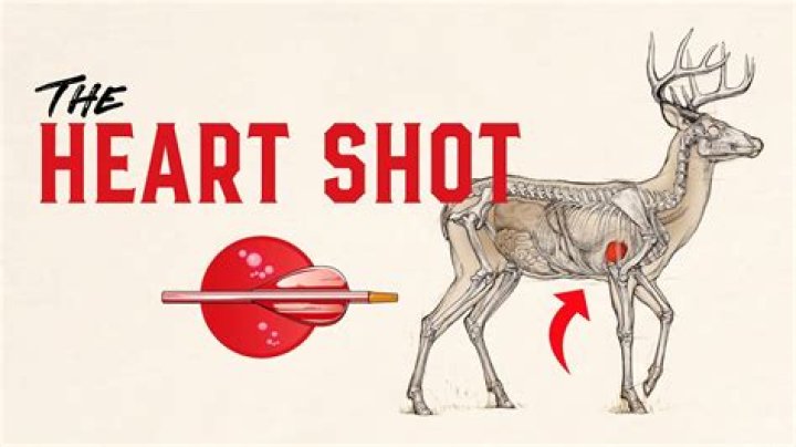 Should you shoot a deer in the heart?