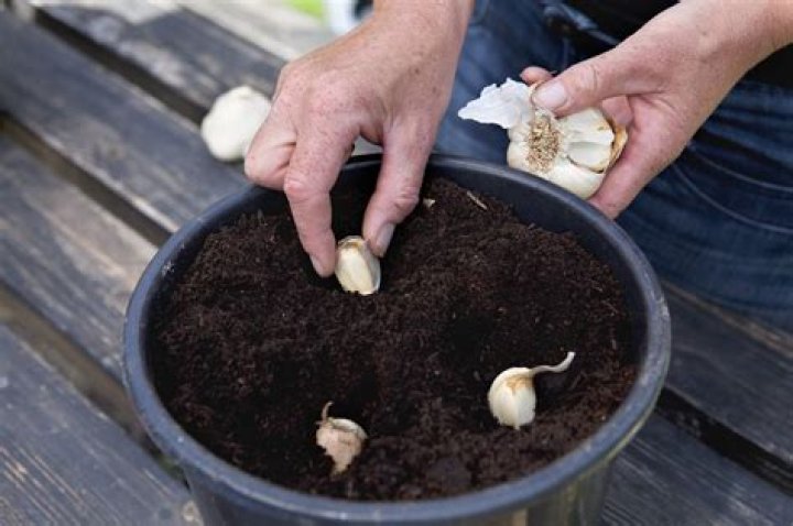 Wanneer kun je knoflook planten?