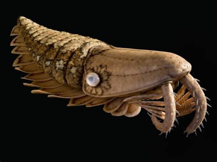 Were there vertebrates in the Cambrian period?