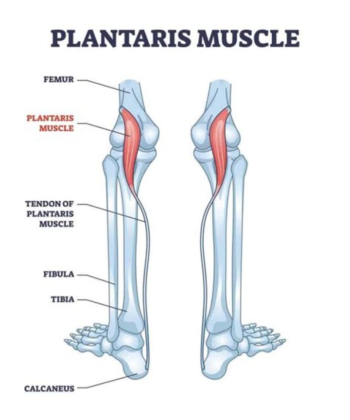 What action does the plantaris muscle perform?