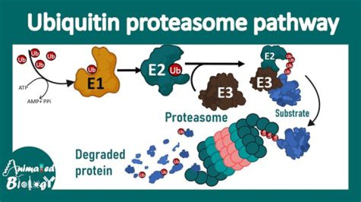 What activates a ubiquitin ligase?