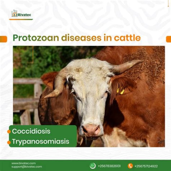 What age do calves get coccidia?