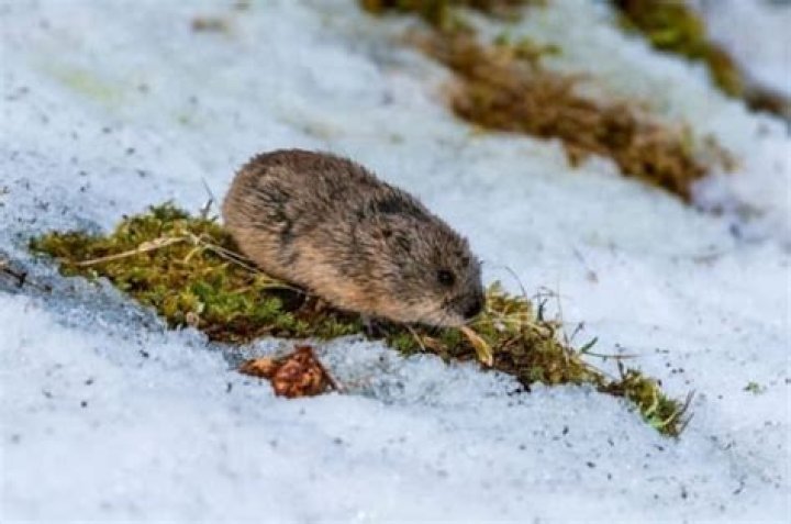 What animal eats arctic moss?
