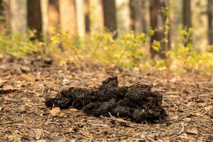What animal poop looks like bear poop?