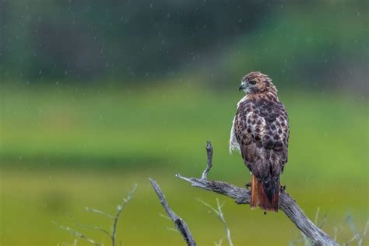 What animal rips wings off birds?