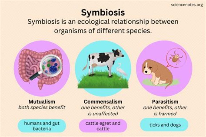 What animals have symbiotic relationships?