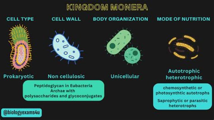 What are 5 examples of Monera?