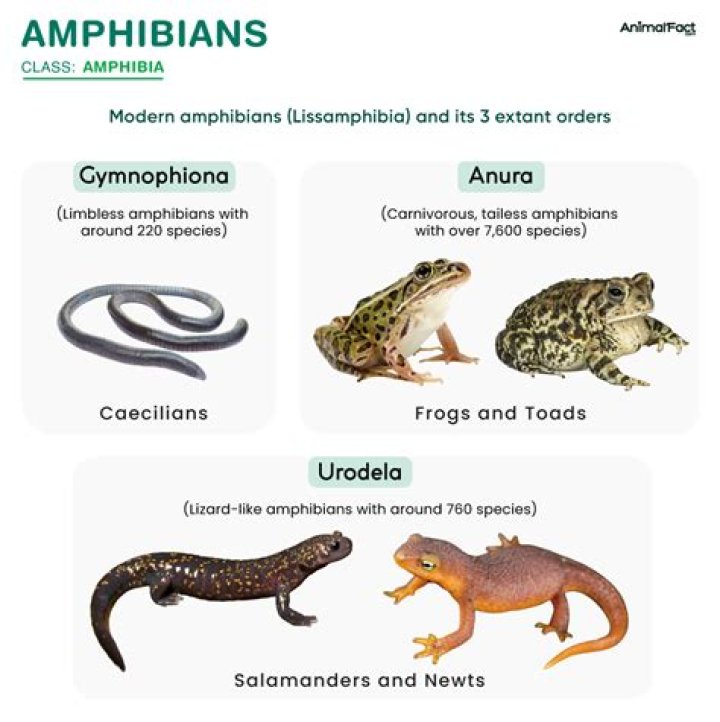What are amphibians sensitive to?