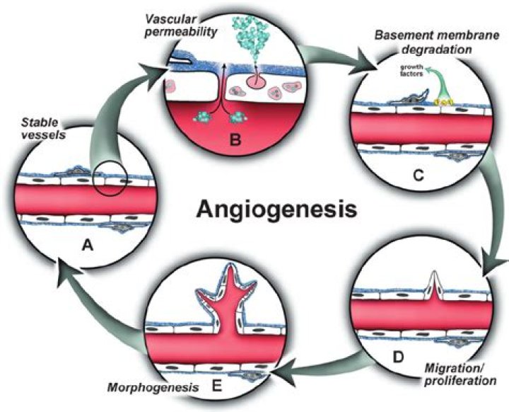 What are angiogenic cells?
