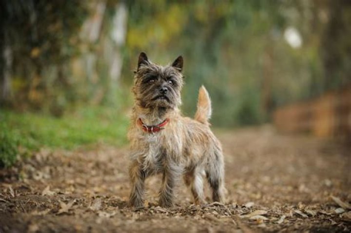What are Cairn terriers known for?