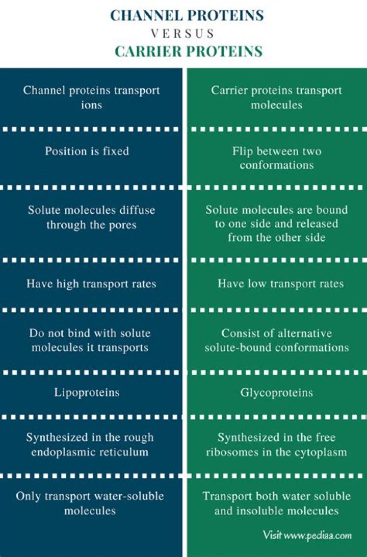 What are channel proteins and carrier proteins?