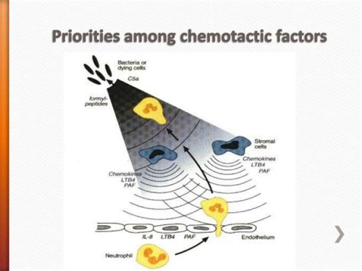 What are chemotactic factors?