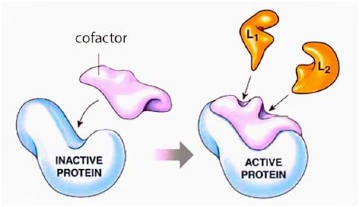 What are cofactors in the body?