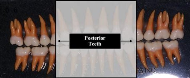 What are considered posterior teeth?