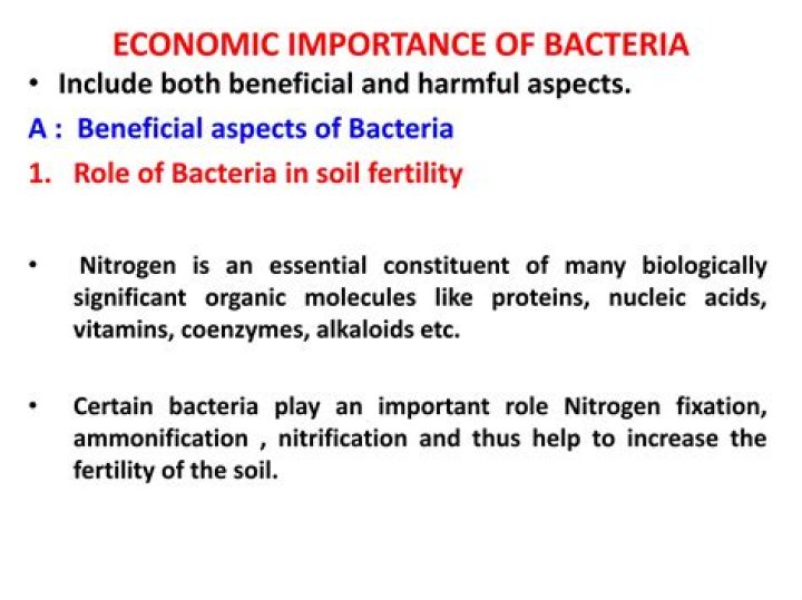 What are economic importance of bacteria?