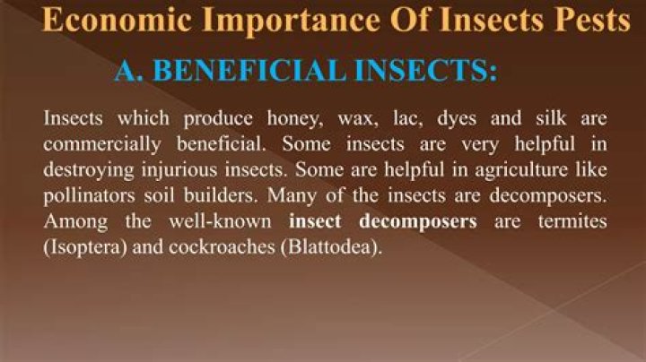 What are economic importance of insects?